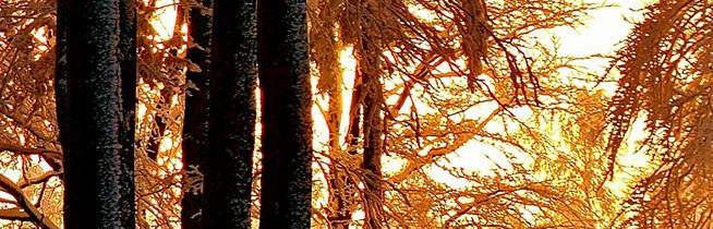 Čaro zimného lesa :) autor fotografie: Markéta Black